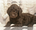 Puppy Light Green Labradoodle mix (+ Poodle Standard)