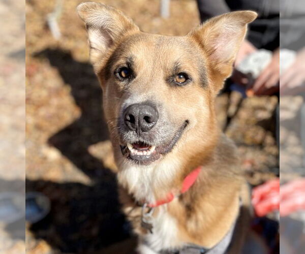 Medium Photo #15 Mutt Puppy For Sale in Canton, CT, USA