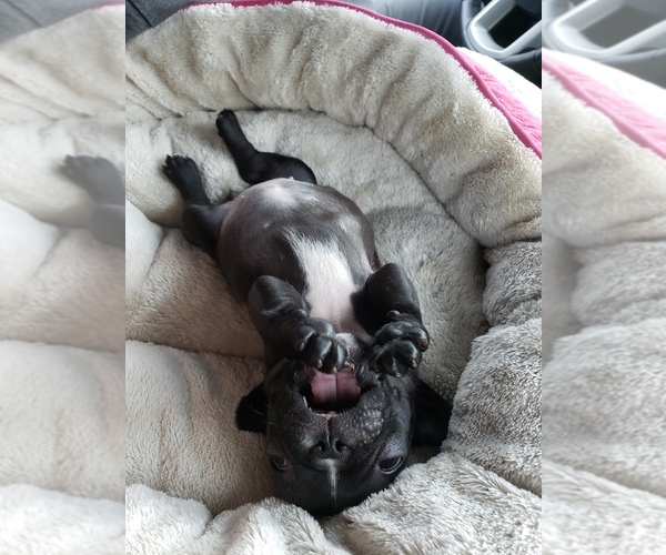 Medium Photo #2 French Bulldog Puppy For Sale in AMHERST, NH, USA