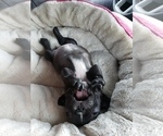 Small Photo #2 French Bulldog Puppy For Sale in AMHERST, NH, USA