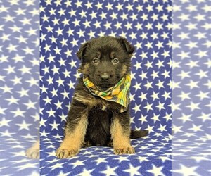 German Shepherd Dog Puppy for sale in KIRKWOOD, PA, USA