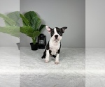 Small #8 Boston Terrier