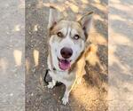 Small #2 Siberian Husky