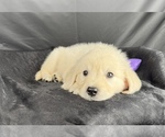 Small #4 English Cream Golden Retriever