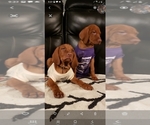 Small Photo #2 Vizsla Puppy For Sale in SPENCER, IN, USA
