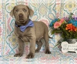 Small Photo #2 Labrador Retriever Puppy For Sale in LANCASTER, PA, USA