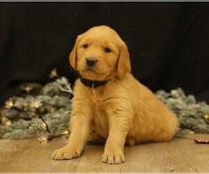 Medium Golden Retriever