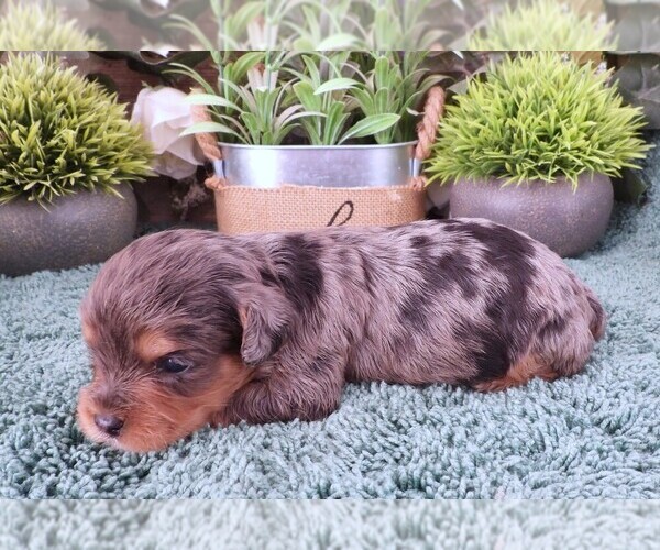 Medium Photo #7 Cavapoo (Miniature) Puppy For Sale in CARLISLE, KY, USA