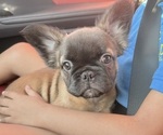 Small French Bulldog
