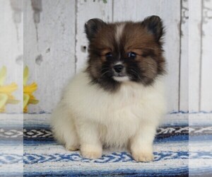 Pomeranian Puppy for sale in FREDERICKSBURG, OH, USA