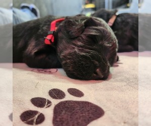 Schnauzer (Giant) Puppy for Sale in MADERA, California USA