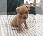 Small #2 Mutt
