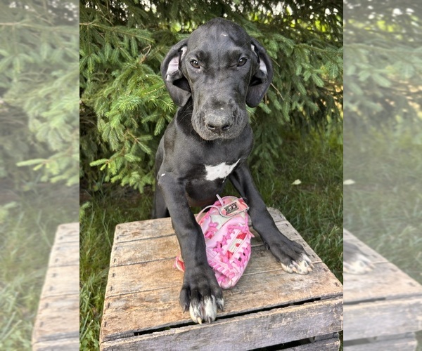 Medium Photo #3 Great Dane Puppy For Sale in MIDDLEBURY, IN, USA