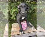 Small #2 Great Dane