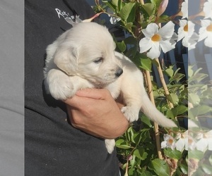Goldendoodle Puppy for Sale in HERALD, California USA