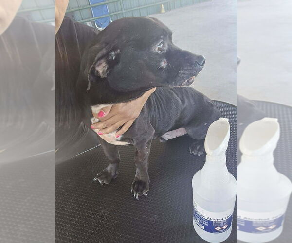 Medium Photo #2 Chihuahua-Unknown Mix Puppy For Sale in New York, NY, USA