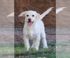 Goldendoodle Dogs for adoption in Glendale , AZ, USA