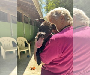 Chihuahua-Unknown Mix Dogs for adoption in Elmsford, NY, USA
