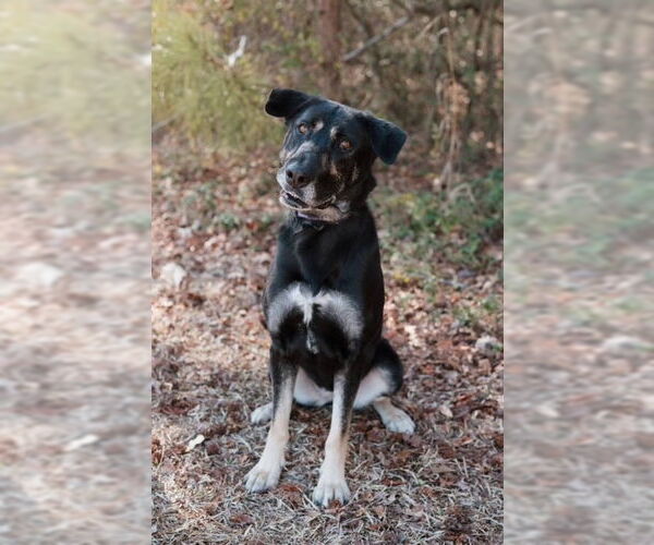 Medium Photo #2 Mutt Puppy For Sale in Elmsford, NY, USA