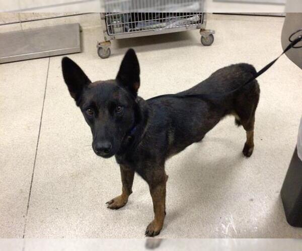 Medium Photo #1 Mutt Puppy For Sale in Riverside, CA, USA