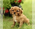 Small #4 Cavalier King Charles Spaniel