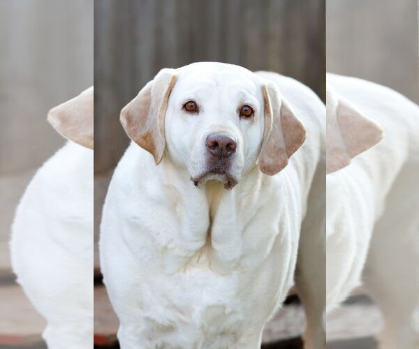 Medium Photo #10 Mutt Puppy For Sale in McKinney, TX, USA