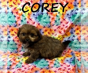 Shorkie Tzu Puppy for sale in HARTLAND, MN, USA