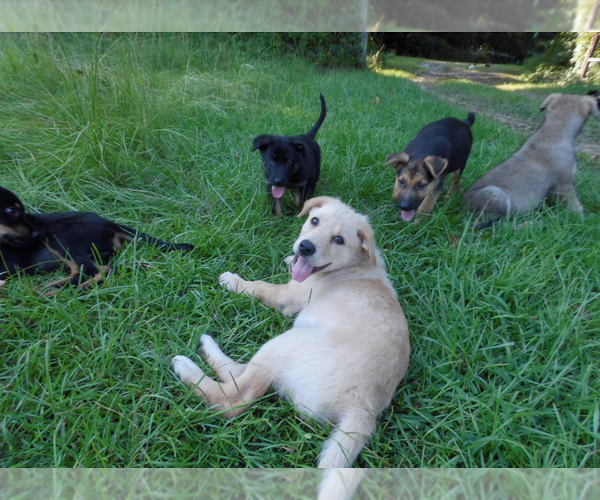 Medium Photo #2 Shepweiller Puppy For Sale in MC INTYRE, GA, USA