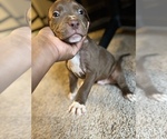 Small Photo #14 American Staffordshire Terrier Puppy For Sale in WALDORF, MD, USA