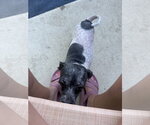 Small #1 Havanese