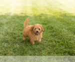Small #1 Goldendoodle-Poodle (Miniature) Mix