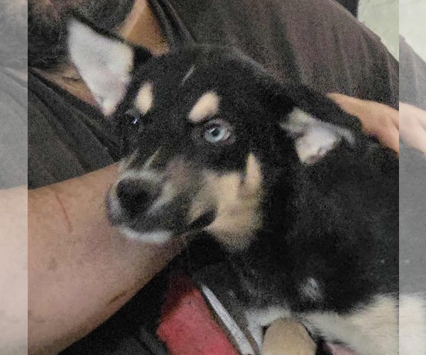 Medium Photo #3 Australian Shepherd-Unknown Mix Puppy For Sale in Minneapolis, MN, USA