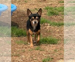 Chihuahua Dogs for adoption in Winter, WI, USA