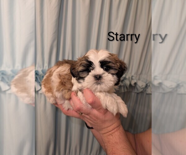 Medium Photo #3 Shih Tzu Puppy For Sale in RIVERSIDE, CA, USA