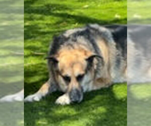 Medium Photo #2 German Shepherd Dog-Unknown Mix Puppy For Sale in Las Vegas, NV, USA