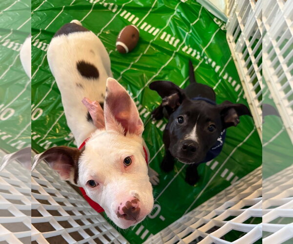 Medium Photo #16 American Pit Bull Terrier-Labrador Retriever Mix Puppy For Sale in Germantown, OH, USA