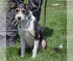 Small #3 Border Terrier Mix