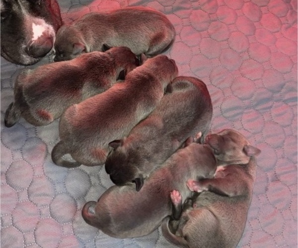 Medium Photo #1 American Bully Puppy For Sale in NAUGATUCK, CT, USA