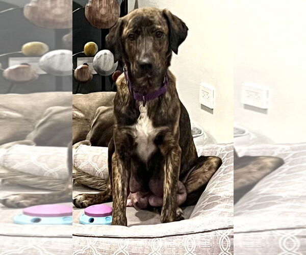 Medium Photo #2 Mountain Cur-Unknown Mix Puppy For Sale in Mundelein, IL, USA