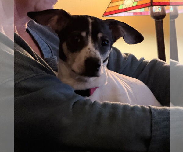 Medium Photo #1 Rat Terrier-Unknown Mix Puppy For Sale in Forest, VA, USA