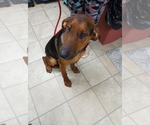 Small #5 Doberman Pinscher-German Shepherd Dog Mix