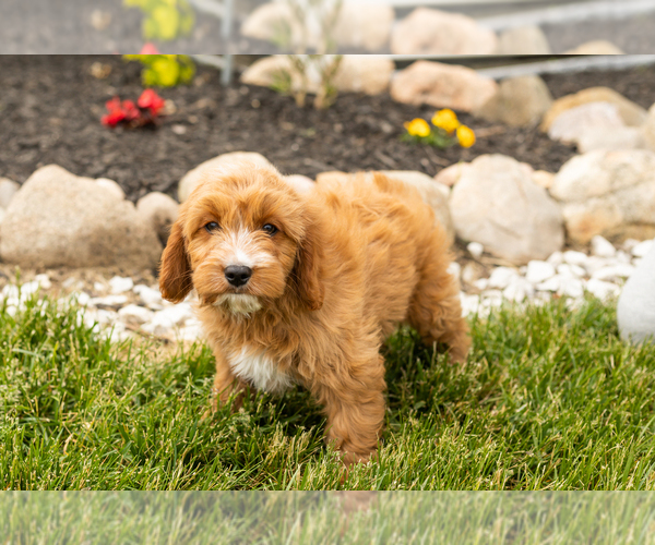 Medium Photo #31 Golden Cavadoodle Puppy For Sale in MILLERSBURG, IN, USA
