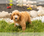 Puppy Bentley Golden Cavadoodle