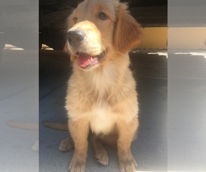 Golden Retriever Puppy for sale in SANTA ANA, CA, USA