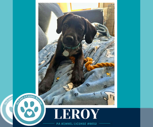 Leroy ( L Crew) 102426 - Male Labrador Retriever-Unknown Mix Dog for Adoption - Photo #2