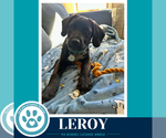 Small Photo #2 Labrador Retriever-Unknown Mix Puppy For Sale in Kimberton, PA, USA