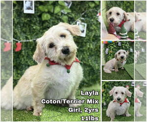 Coton de Tulear-Unknown Mix Dogs for adoption in Seattle, WA, USA