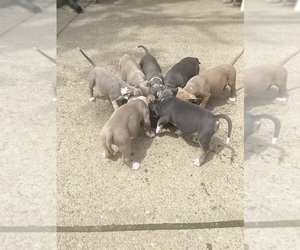 American Bully Puppy for sale in SOUTH HILLS VILLAGE, PA, USA