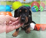 Small #5 Dachshund