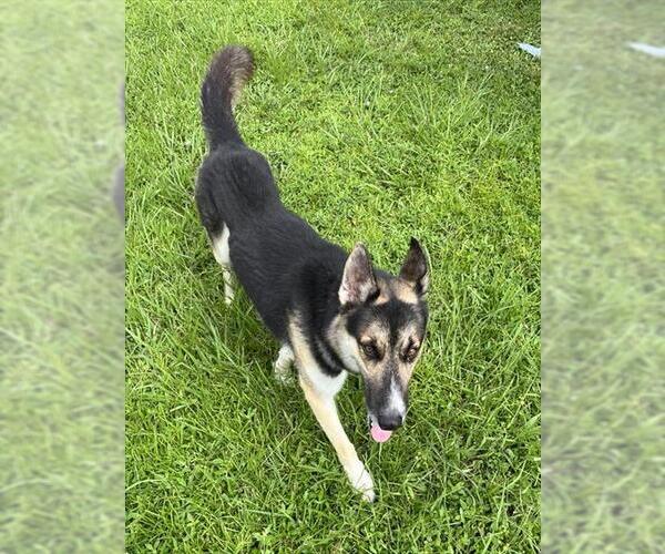 Medium Photo #1 German Shepherd Dog Puppy For Sale in Palmetto, FL, USA
